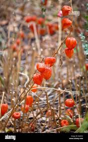 Image result for Lampionblume