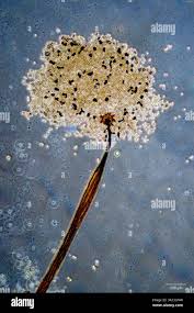 Attēlu rezultāti vaicājumam “Lamproderma violaceum plasmodium”