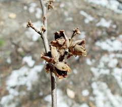 Attēlu rezultāti vaicājumam “Hamamelis virginiana bud”