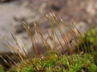 Attēlu rezultāti vaicājumam “Tortula muralis sporophyte”