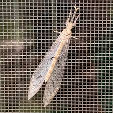 Attēlu rezultāti vaicājumam “Myrmeleontidae”