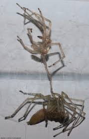 Attēlu rezultāti vaicājumam “Cheiracanthium sp. male”