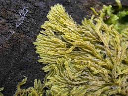 Attēlu rezultāti vaicājumam “Lophocolea minor”