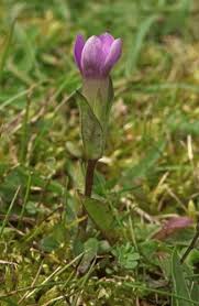 Attēlu rezultāti vaicājumam “Gentianella campestris”