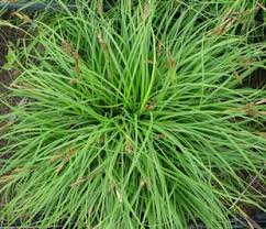 Attēlu rezultāti vaicājumam “Carex caryophyllea flower”