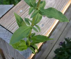 Attēlu rezultāti vaicājumam “Saponaria officinalis leaf”