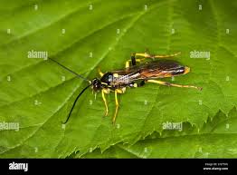 Attēlu rezultāti vaicājumam “Diphyus latebricola”