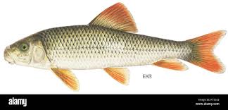 Image result for Moxostoma duquesnei