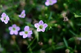 Attēlu rezultāti vaicājumam “Gypsophila muralis”