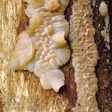 Attēlu rezultāti vaicājumam “Exidia thuretiana”