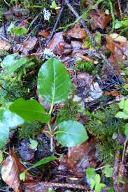 Attēlu rezultāti vaicājumam “Salix myrtilloides”