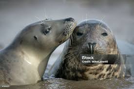 Image result for Halichoerus grypus