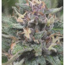 Resultado de imagen para la marihuana channel