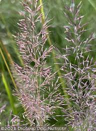 Attēlu rezultāti vaicājumam “Calamagrostis arundinacea”