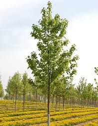 Attēlu rezultāti vaicājumam “Acer pseudoplatanus”