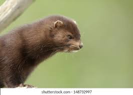 Attēlu rezultāti vaicājumam “Mustela vison”