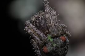 Attēlu rezultāti vaicājumam “Gibbaranea gibbosa”