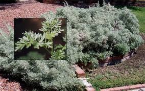 Image result for Artemisia absinthium