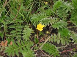Image result for Potentilla anserina
