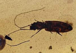 Attēlu rezultāti vaicājumam “Silvanidae”