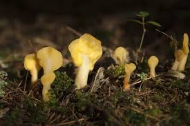 Attēlu rezultāti vaicājumam “Spathularia flavida”