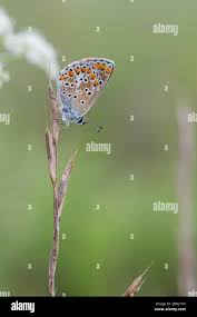 Attēlu rezultāti vaicājumam “Aricia artaxerxes  underside”