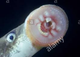 Image result for Lampetra fluviatilis