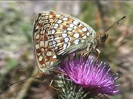 Attēlu rezultāti vaicājumam “Argynnis niobe underside”
