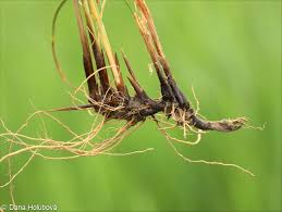 Attēlu rezultāti vaicājumam “Juncus compressus fruit”