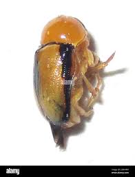 Attēlu rezultāti vaicājumam “Cryptocephalus pusillus”