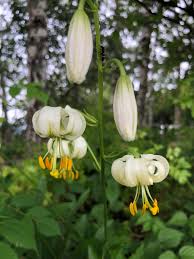Image result for Lilium martagon Alba