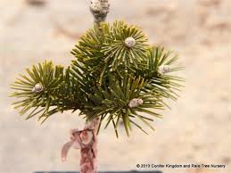 Attēlu rezultāti vaicājumam “Abies sibirica”