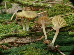 Attēlu rezultāti vaicājumam “Lichenomphalia umbellifera”