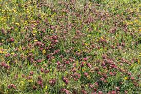 Attēlu rezultāti vaicājumam “Anthyllis maritima flower”