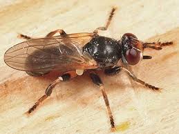 Attēlu rezultāti vaicājumam “Conopidae”