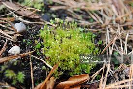 Attēlu rezultāti vaicājumam “Bartramia pomiformis”