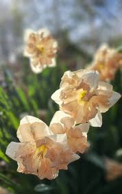 Attēlu rezultāti vaicājumam “Narcissus bud”