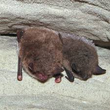 Attēlu rezultāti vaicājumam “Eptesicus nilssonii”