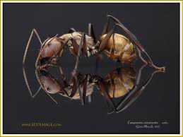 Attēlu rezultāti vaicājumam “Diderma cinereum macro”