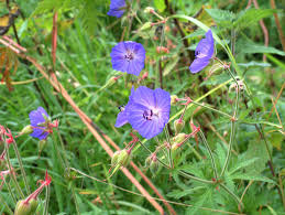 Attēlu rezultāti vaicājumam “Geranium pratense bud”