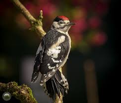 Attēlu rezultāti vaicājumam “Dendrocopos major juvenile”