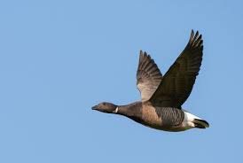 Attēlu rezultāti vaicājumam “Branta bernicla adult”