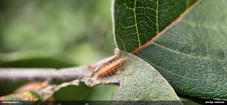 Attēlu rezultāti vaicājumam “Hertelidea botryosa”