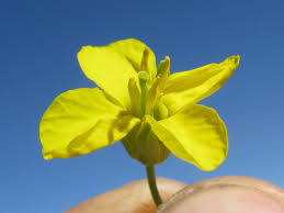 Attēlu rezultāti vaicājumam “Brassica napus flower”