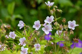 Attēlu rezultāti vaicājumam “Geranium sylvaticum flower”