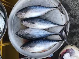 Image result for Euthynnus alletteratus