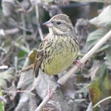 Image result for Emberiza spodocephala