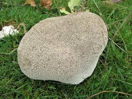 Attēlu rezultāti vaicājumam “Lycogala confusum macro”