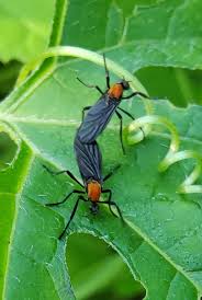 Attēlu rezultāti vaicājumam “Bibionidae”