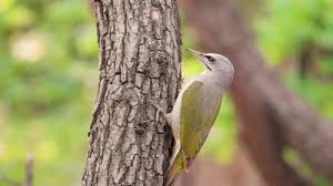 Attēlu rezultāti vaicājumam “Picus canus female”